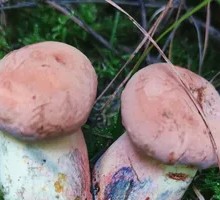 Blue-staining Mushroom