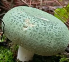 Green-headed Mushroom