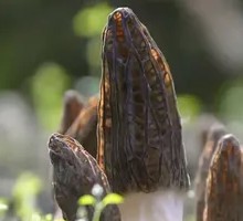 Morel Mushroom