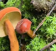 Milk Mushroom