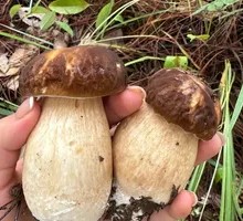 Delicious Chanterelle