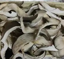 Artificial Mushroom