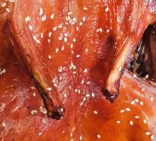 Fragrant Roasted Pigeon Duck