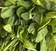 Bean Sprout Greens
