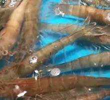 Prawn