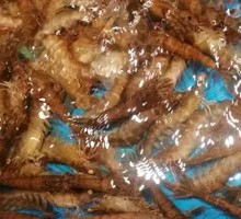 Fresh Tiger Prawns