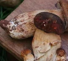 Chanterelle