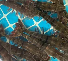 Black Tiger Shrimp