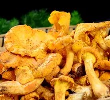 Chicken of the Woods