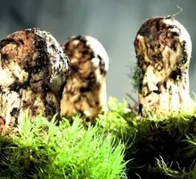 Shangri-La Matsutake