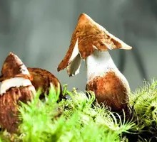 Chicken Mushroom