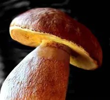 Delicious Chanterelle