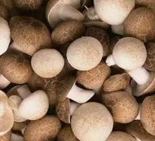 Shiitake Mushroom