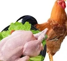Fresh Chicken