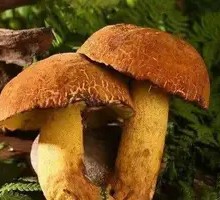 Yellow Chanterelle