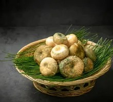 Green-headed Mushroom