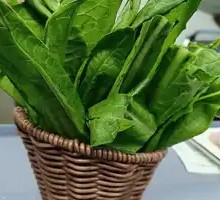 Oilseed lettuce