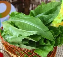 Oilseed lettuce
