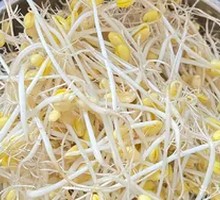 Bean sprouts