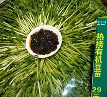 Hot-Blanched Organic Mung Bean Sprouts