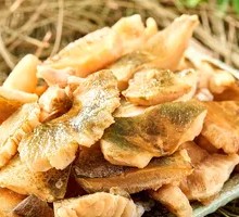 Fresh Green Head Mushroom