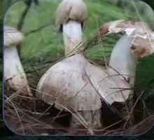 Chicken Mushroom