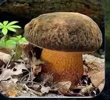 Chicken and Slippery Mushroom Stir-fry