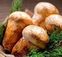 Wild Fresh Mushrooms