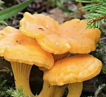 Yellow Thread Mushroom