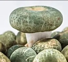 Green-headed Mushroom