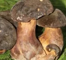 Black Boletus