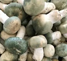 Green-headed Mushroom