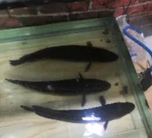 Black fish