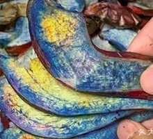 Blue-staining Mushroom