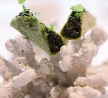 Truffle Japanese Purslane Taco