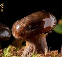 Black Boletus