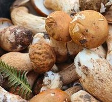 Chuxiong Yellow Milk Cap