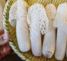 Bamboo Mushroom