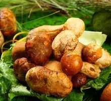 Delicious Chanterelle