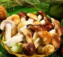 King Oyster Mushroom