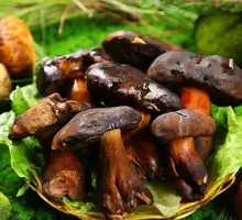 Black Boletus