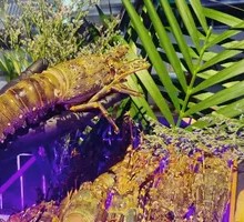 Live Shrimp Buffet - Unlimited