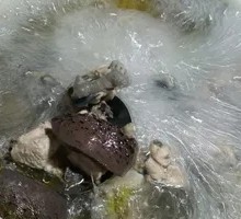 Chicken and Chicken Blood