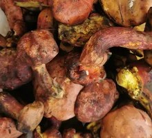 Wild Mushrooms