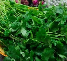 Cilantro
