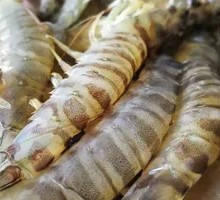 Steamed Freshwater Shrimp