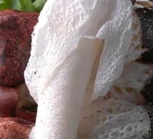 Bamboo Mushroom