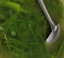 Sea Vegetable and Taro Soup