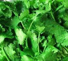 Cilantro