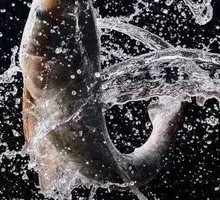 Health-preserving Wuyu Fish